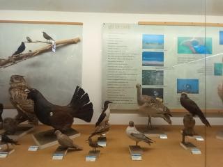 Visita al Museo di Storia naturale