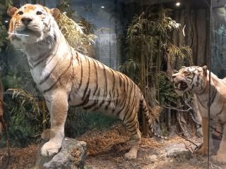 Visita al Museo di Storia naturale