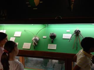 Visita al Museo di Storia naturale