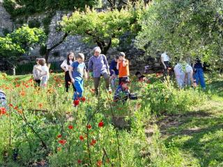 La tisana con le erbe aromatiche