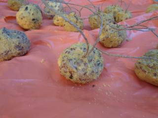 Laboratorio “Palle di semi”