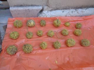 Laboratorio “Palle di semi”