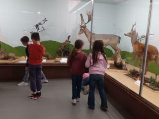 I fossili di Bolca e le sale della preistoria