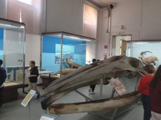 I fossili di Bolca e le sale della preistoria