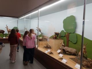 I fossili di Bolca e le sale della preistoria