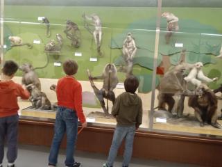 I fossili di Bolca e le sale della preistoria