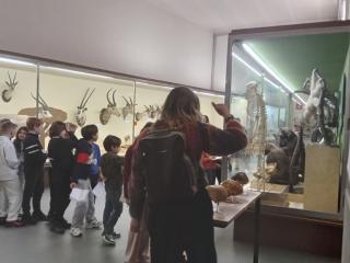 I fossili di Bolca e le sale della preistoria