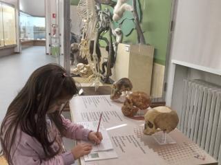 I fossili di Bolca e le sale della preistoria