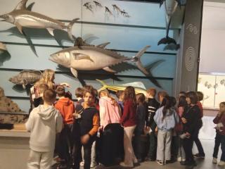 I fossili di Bolca e le sale della preistoria