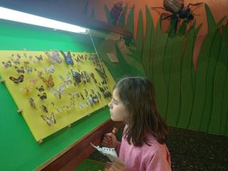 I fossili di Bolca e le sale della preistoria