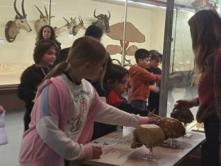 I fossili di Bolca e le sale della preistoria