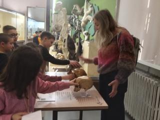 I fossili di Bolca e le sale della preistoria