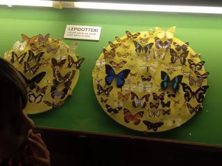 I fossili di Bolca e le sale della preistoria