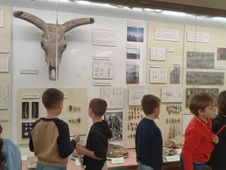 I fossili di Bolca e le sale della preistoria