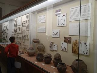 I fossili di Bolca e le sale della preistoria