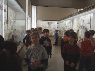 I fossili di Bolca e le sale della preistoria