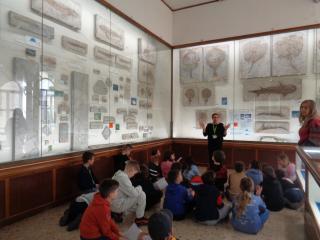 I fossili di Bolca e le sale della preistoria