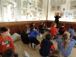 I fossili di Bolca e le sale della preistoria