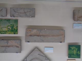 I fossili di Bolca e le sale della preistoria