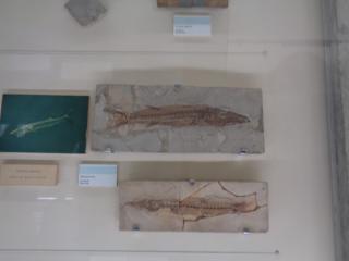 I fossili di Bolca e le sale della preistoria