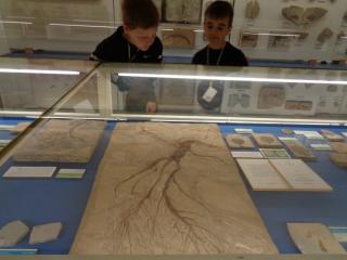 I fossili di Bolca e le sale della preistoria