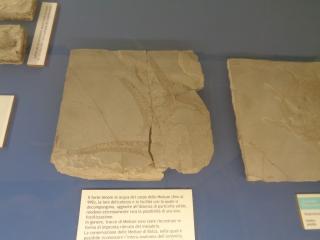 I fossili di Bolca e le sale della preistoria