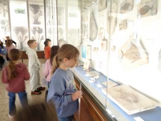I fossili di Bolca e le sale della preistoria