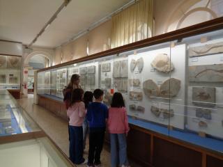 I fossili di Bolca e le sale della preistoria