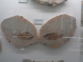 I fossili di Bolca e le sale della preistoria