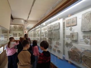 I fossili di Bolca e le sale della preistoria